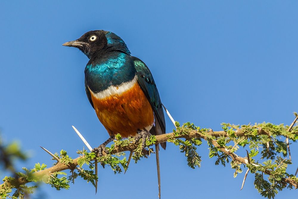 Africa-Tanzania-Serengeti National Park Superb starling close-up  art print by Jaynes Gallery for $57.95 CAD
